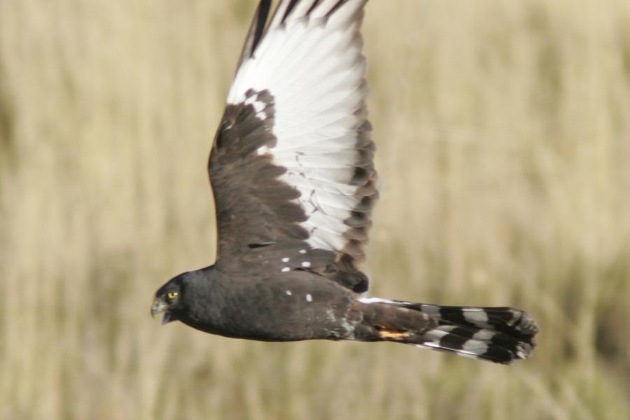 Black Harrier