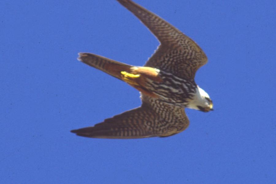 Eurasian Hobby