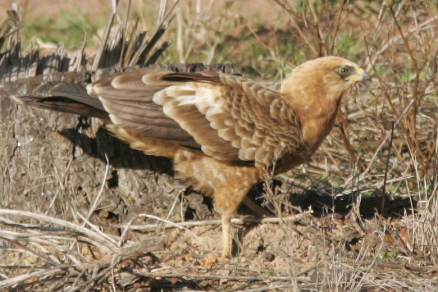 African Harrier Hawk