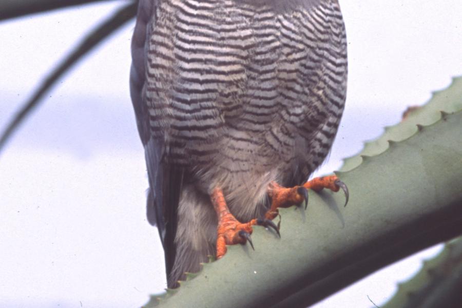 Lizard Buzzard