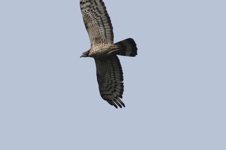 Crested Honey Buzzard