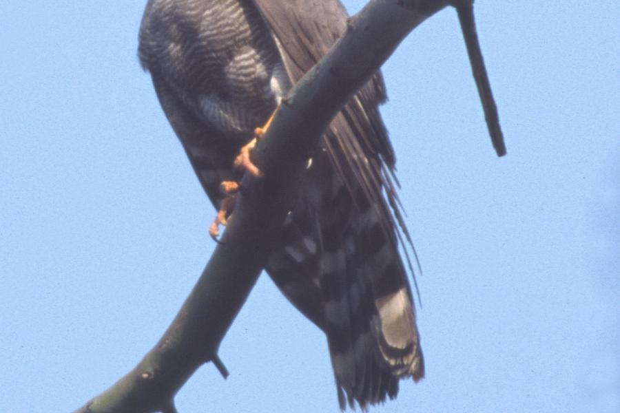 Ovamba Sparrowhawk