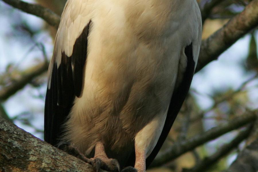 Palm-nut Vulture