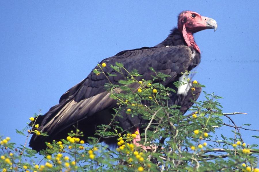 Red-headed Vulture