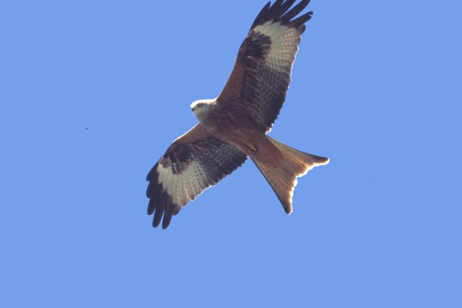 Red Kite