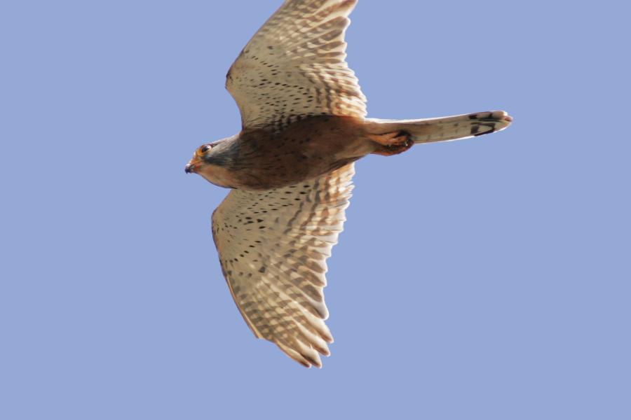 Rock Kestrel