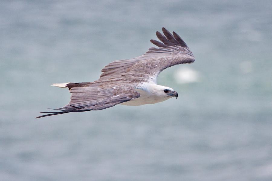 White-bellied Sea Eagle