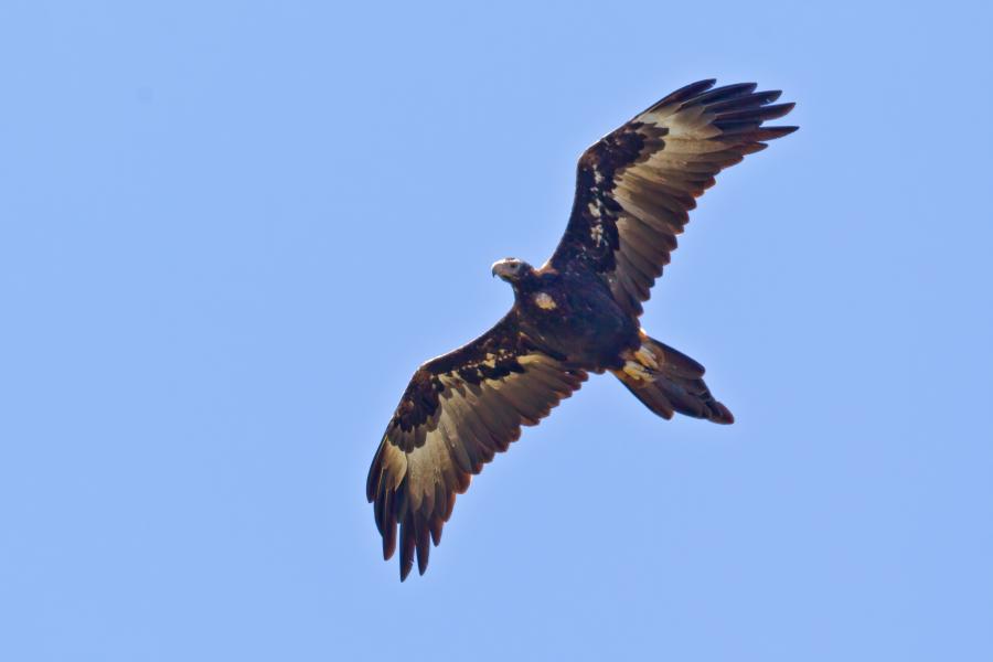 Wedge-tailed Eagle