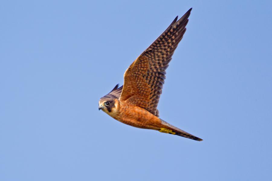 Australian Hobby