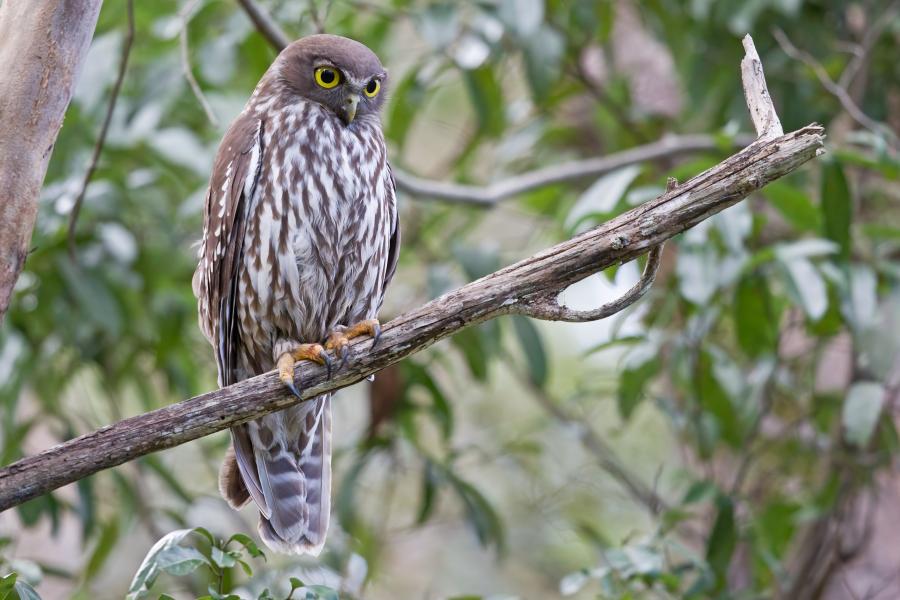 Barking Owl