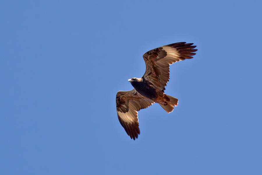 Black-breasted Buzzard