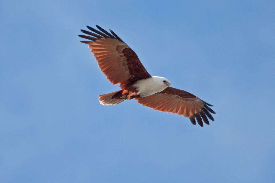 Brahminy Kite