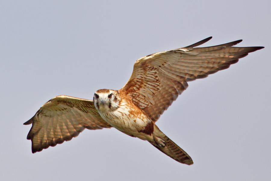 Brown Falcon