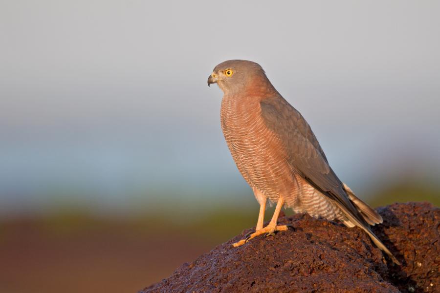 Brown Goshawk
