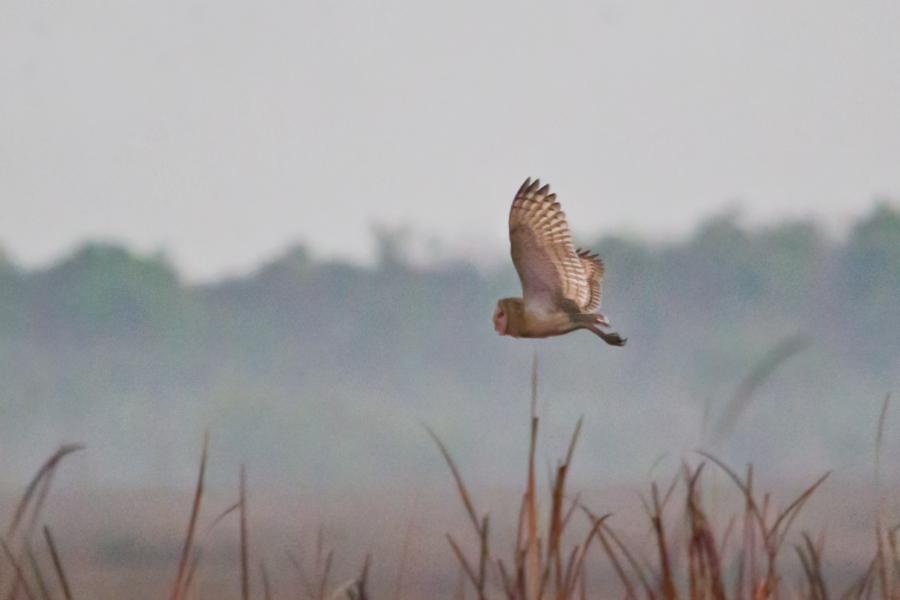Eastern Grass Owl