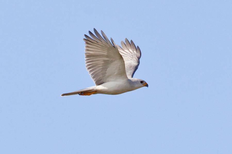 Grey Goshawk