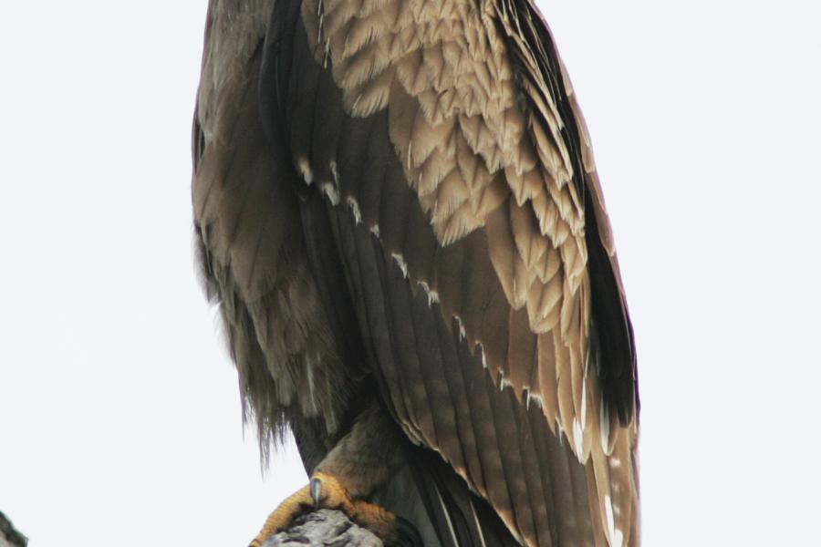 Lesser Spotted Eagle