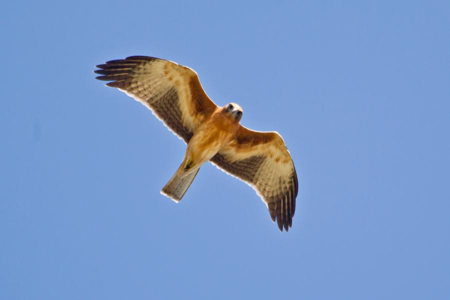 Little Eagle