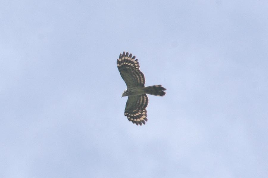 Long-tailed Honey Buzzard