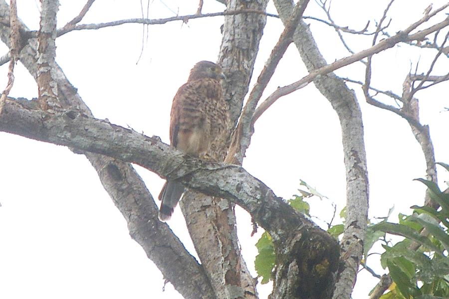 Spotted Kestrel
