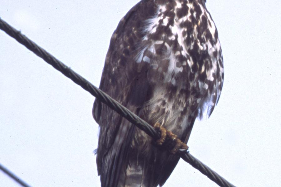 Mountain Buzzard
