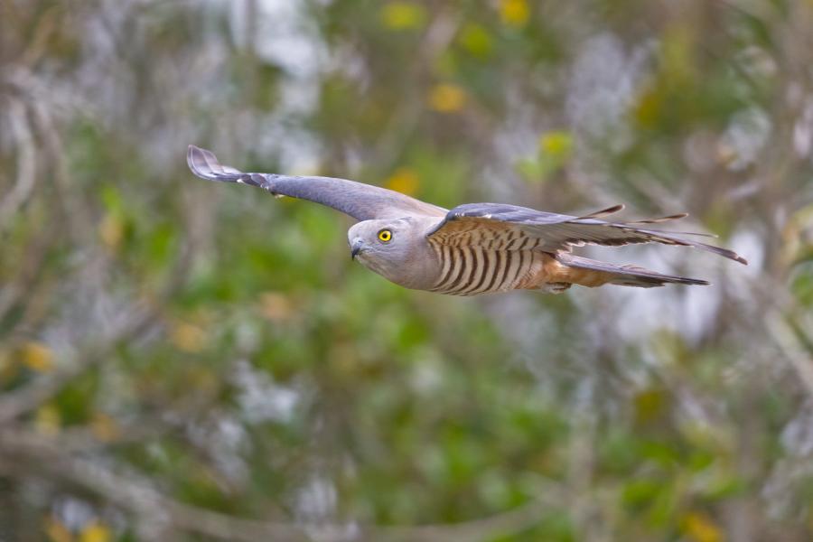Pacific Baza