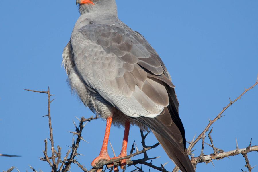 Pale Chanting Goshawk
