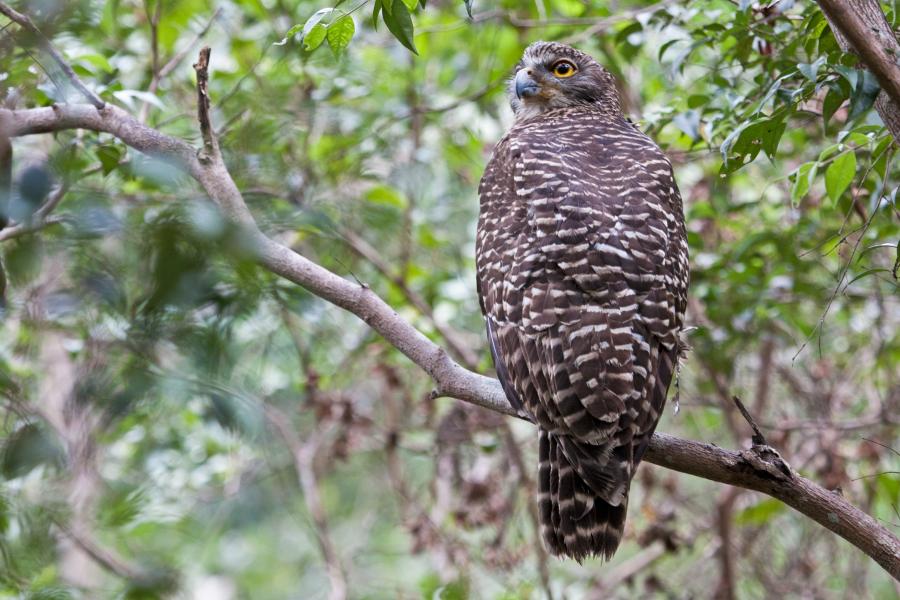 Powerful Owl