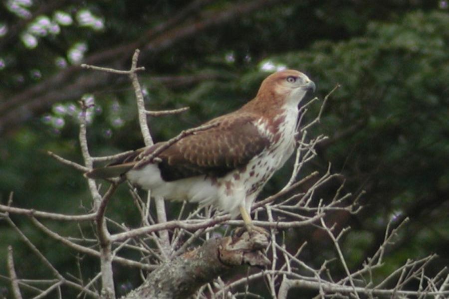 Red-necked Buzzard