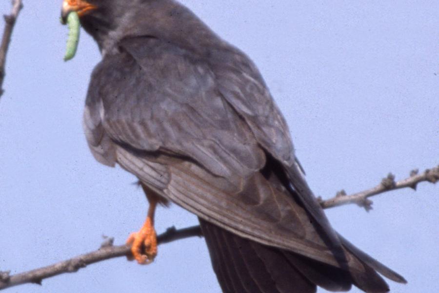 Red-footed Falcon