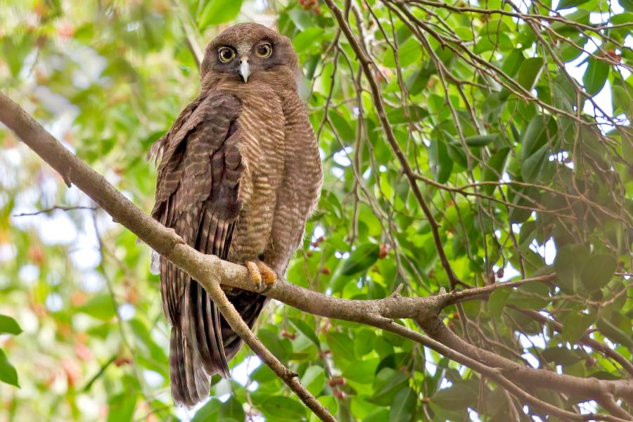 Rufous Owl