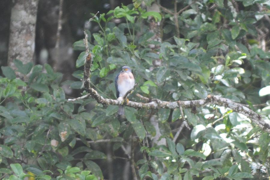 Small Sparrowhawk