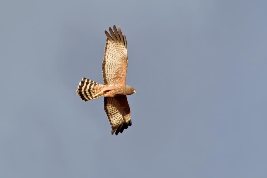 Spotted Harrier