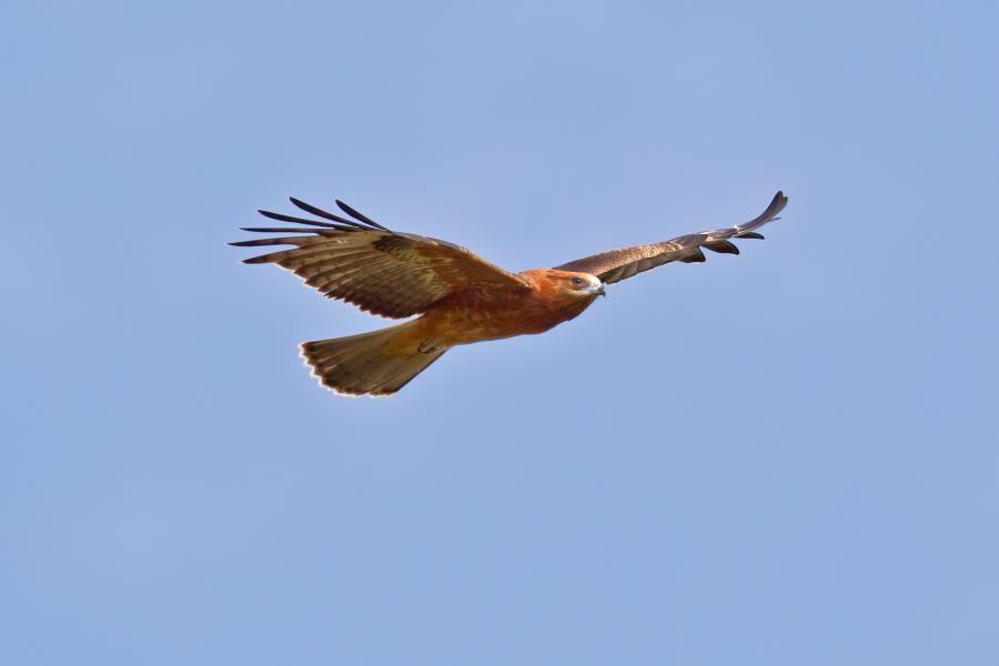 Square-tailed Kite