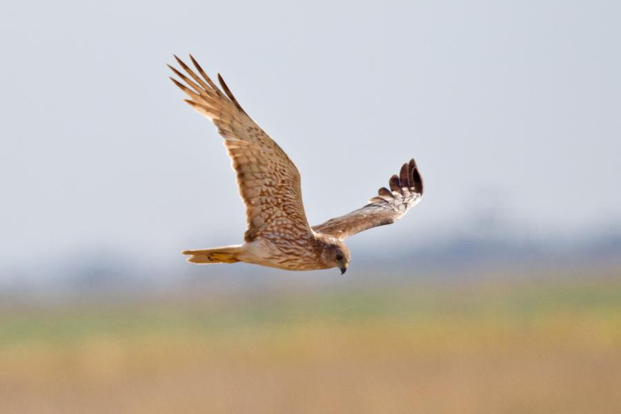 Swamp Harrier