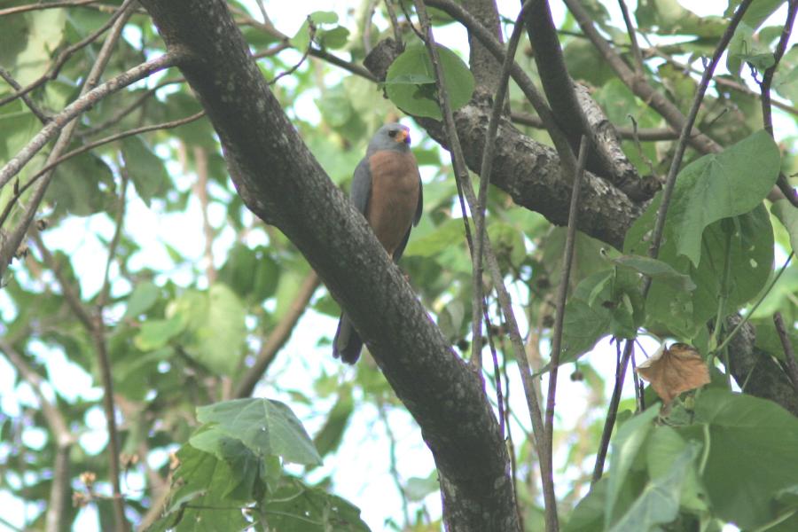 Variable Goshawk