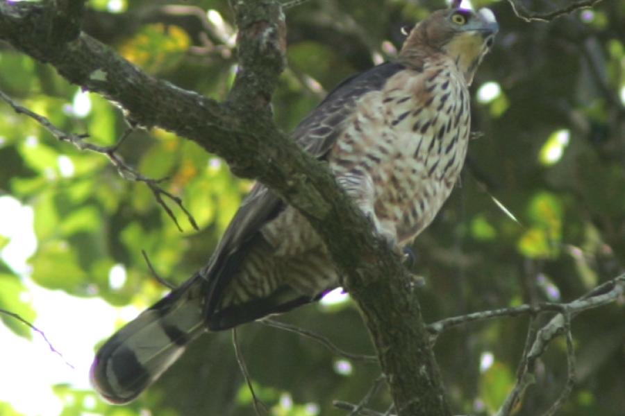 Wallace's Hawk-Eagle