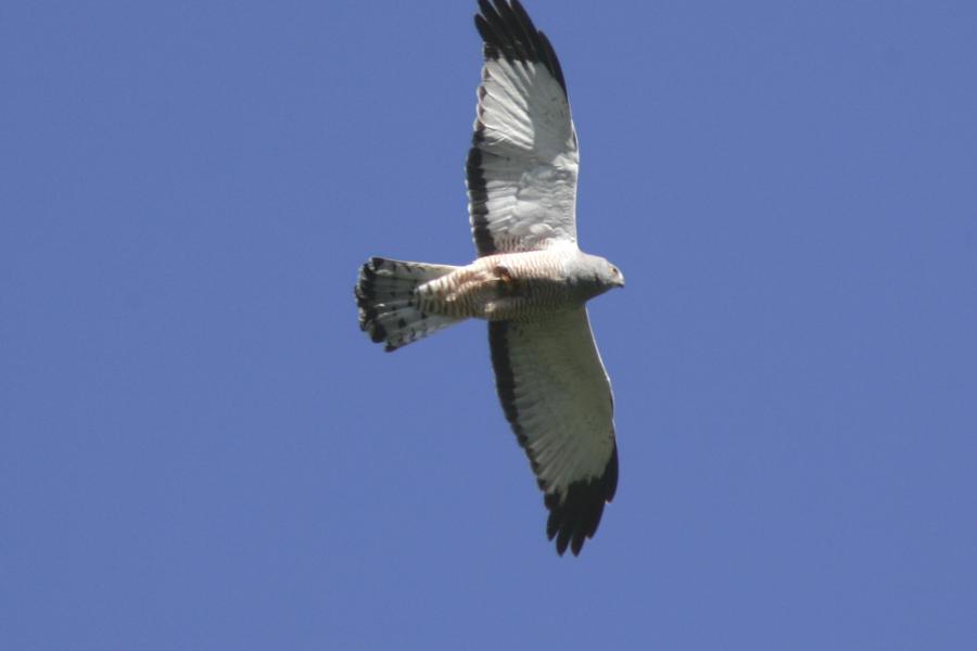 Cinerous Harrier