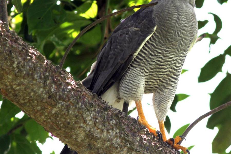 Gray Hawk