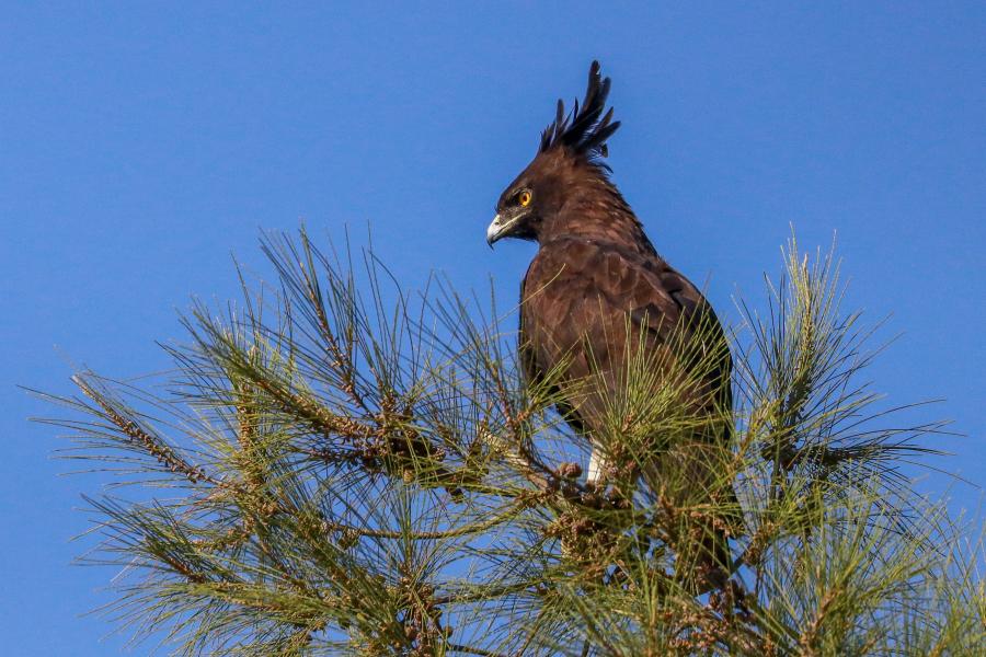 Long-crested Eagle