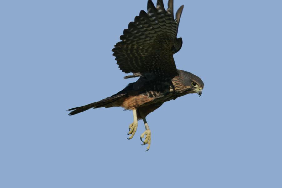 New Zealand Falcon