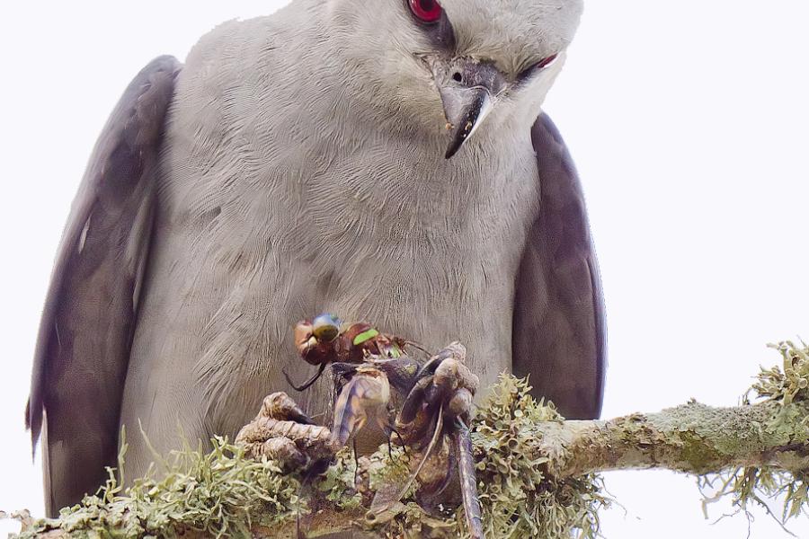 Mississippi Kite photo by Roberta Davidson
