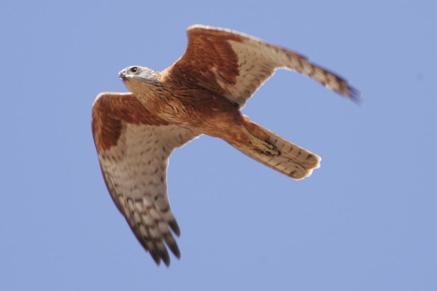 Red Goshawk