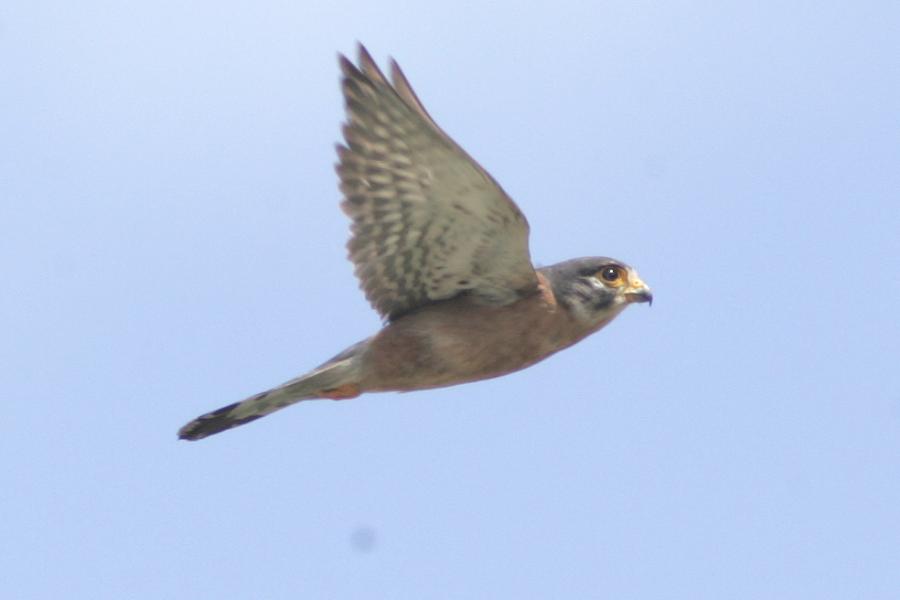 Seychelles Kestrel