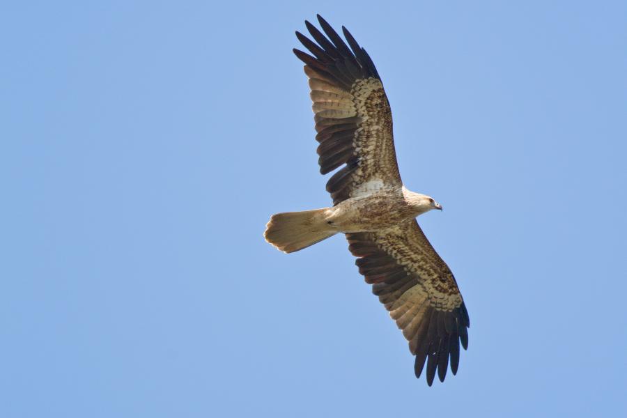 Whistling Kite