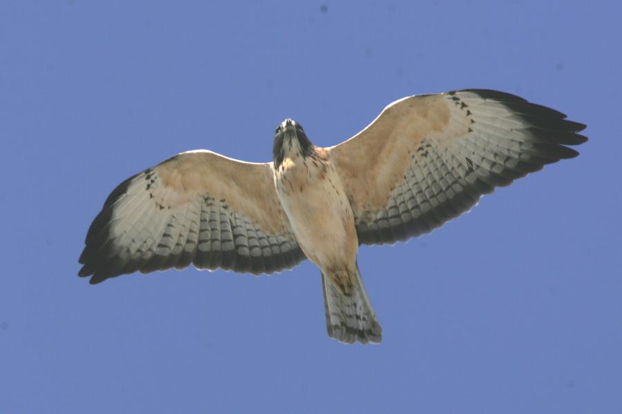 Short-tailed Hawk