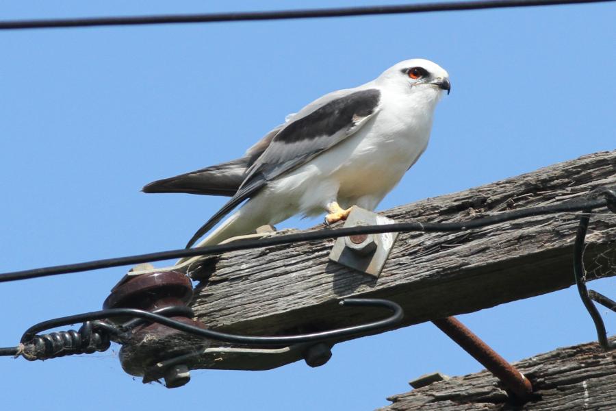 Australian Kite