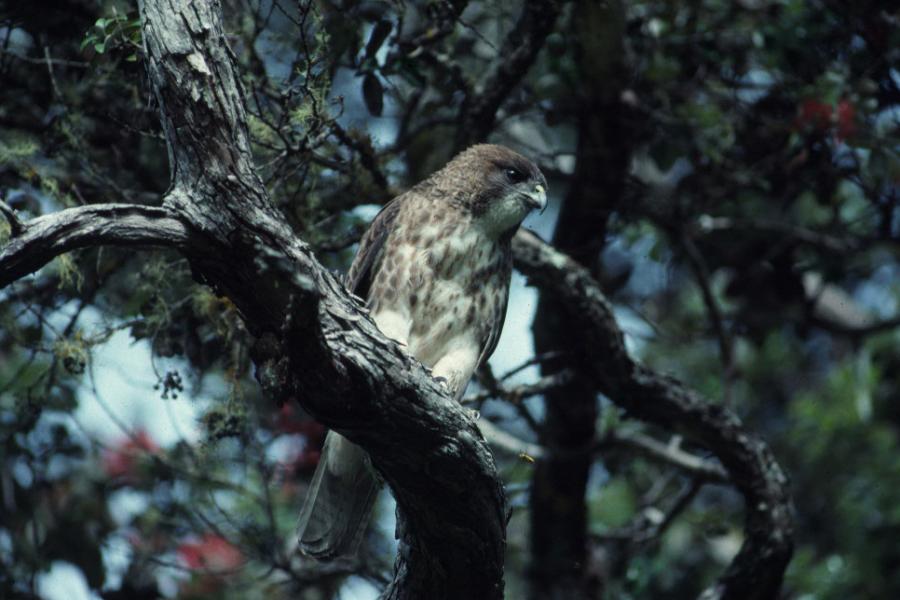 Hawaiian Hawk