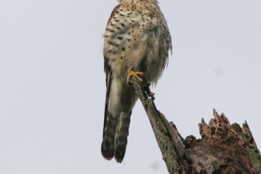 Malagasy Kestrel