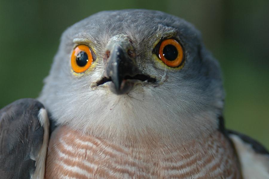 Up close view of African Goshawk face